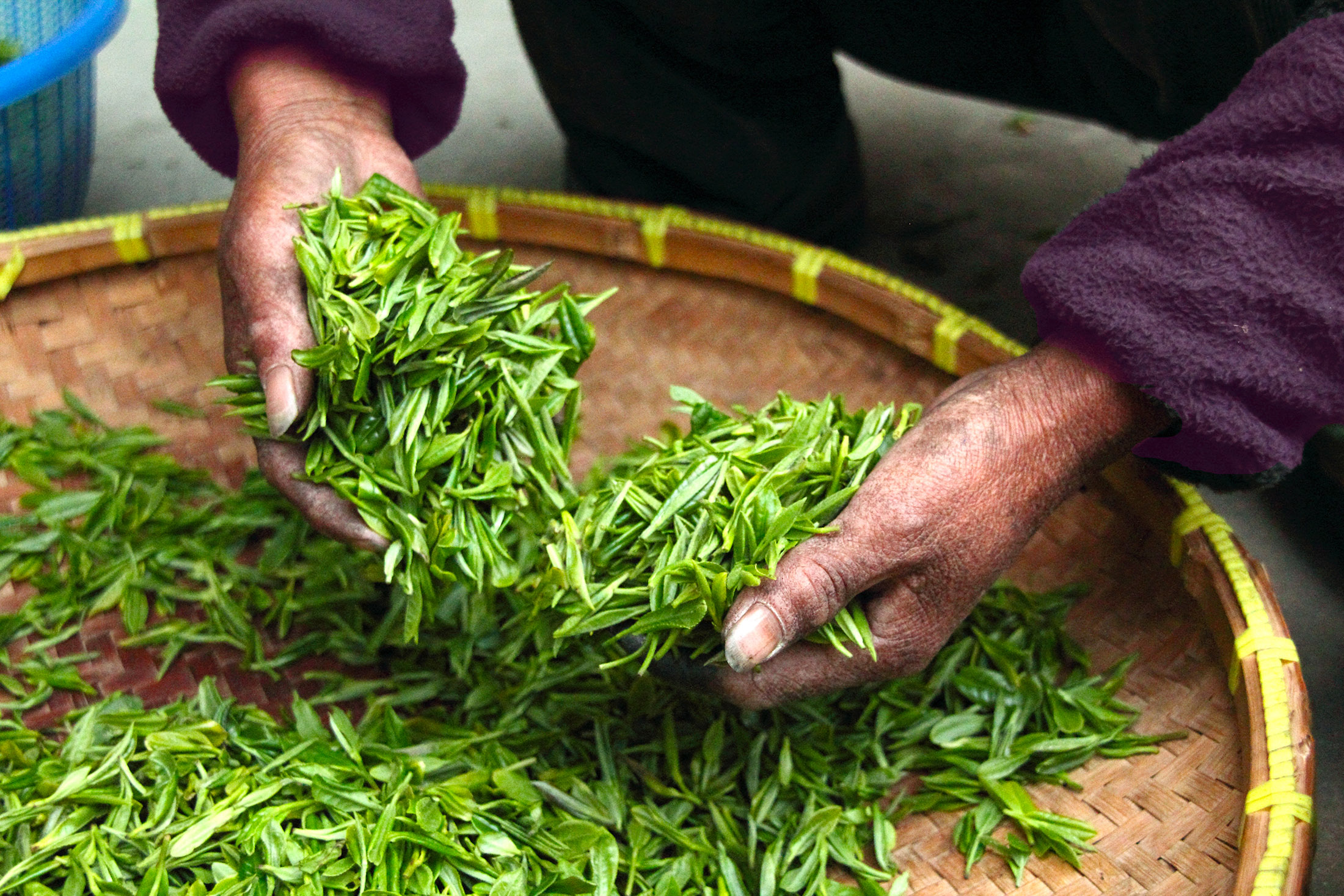 green-tea-its-3-magic-effects-on-health-etimes-herald-news